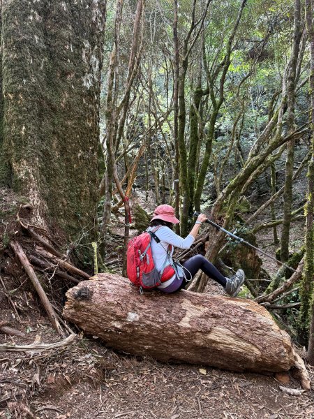 塔曼山 連走 拉拉山森林遊樂區 O繞 202510112923677
