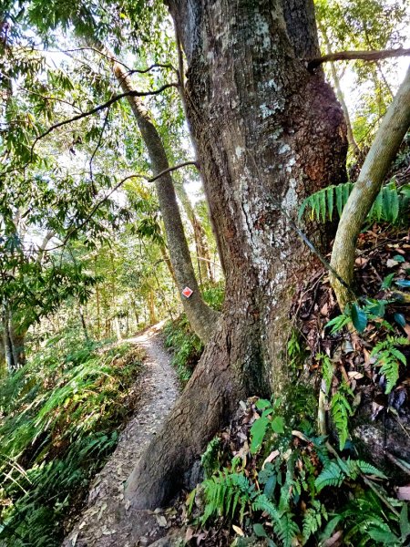 唐麻丹山-谷關七雄(老么)2991557