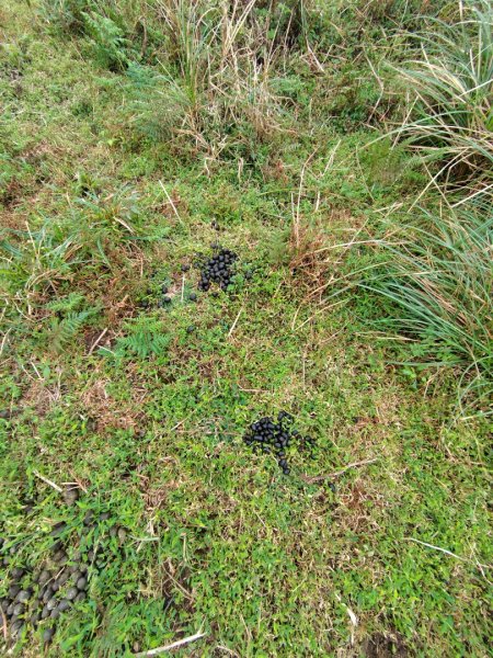 渭水之丘 烘爐地山 抹茶山 三角崙山2938757