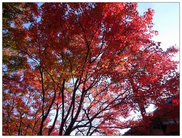 京都/東福寺的紅葉755246