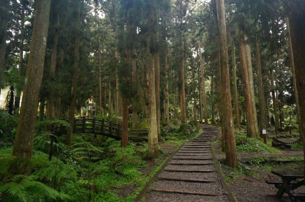 溪頭自然教育園區2016935