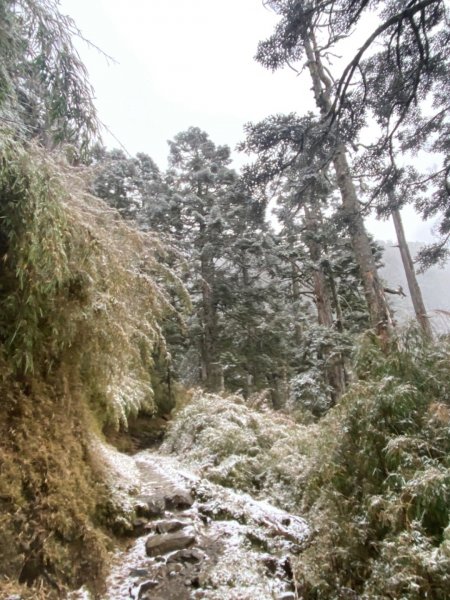 塔塔加-排雲山莊。驚喜滿分的糖霜雪景1565823