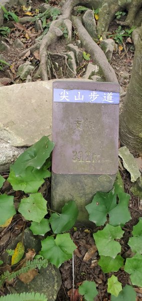 2024-06-15觀音山【福隆山、尖山(占山)登山步道】O走2528239