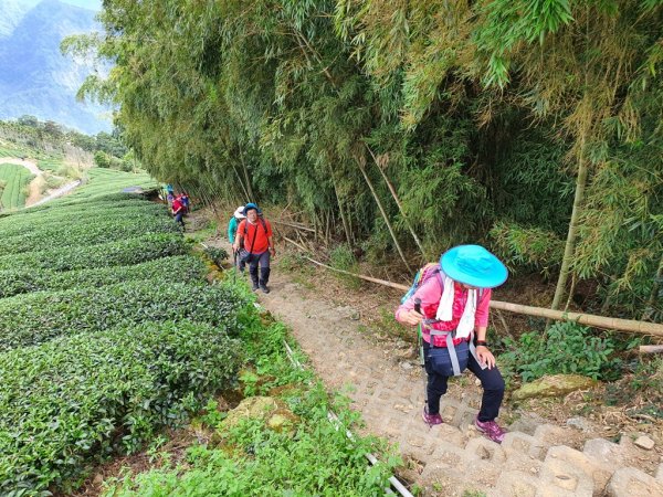 【雲嘉茶園之美】後棟山連走大二尖山1532239