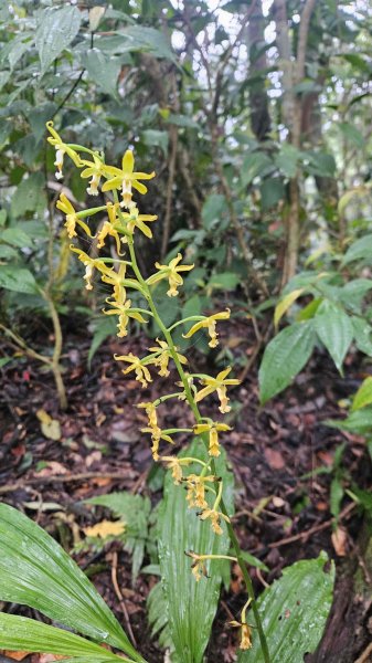 20251230九芎根山-芋圓尖-火炎山南主東峰-仁里坂山2977800