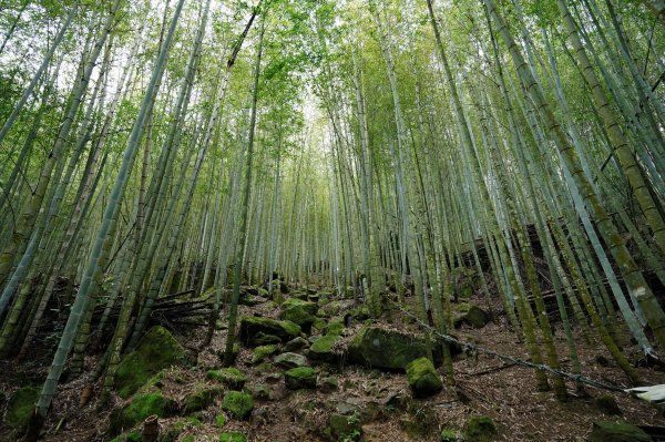 南投 鹿谷 溪頭山、竹崙山、志騰山2730630