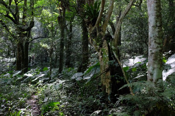 新竹尖石鄉 煤源社區上李棟山、大混山出凌空廊道2550501