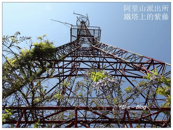 阿里山慈雲寺の紫藤2782154