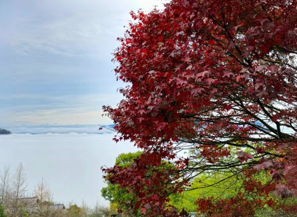 馬那邦山之雲海／雲瀑／楓紅／太陽琉璃光2676367