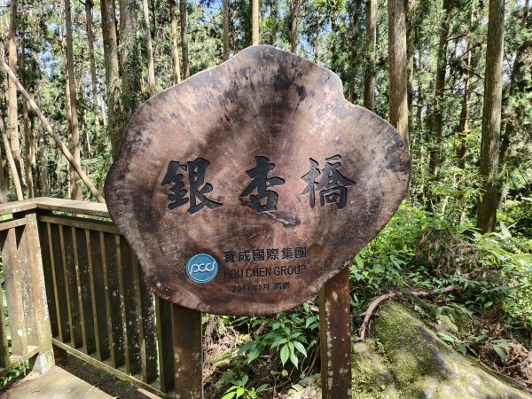 [百山百鳥尋旅-05/15] 2025_0830 溪頭賞鳥步道_銀杏步道2875538