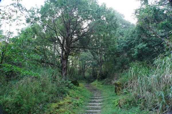 宜蘭 大同 望洋山、翠峰湖步道、山毛櫸步道2880722
