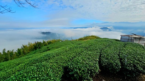 挑筍古道(大尖山、後棟仔山步道)--(雲林)臺灣百大必訪步道2955746