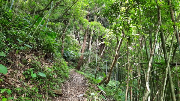 《台中》優美稜線｜橫嶺山自然步道（大雪山社區南登山口）202505312800139