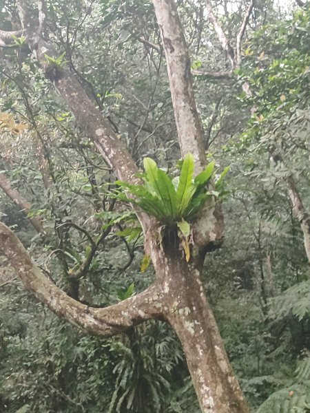 臺北大縱走第六段3025109