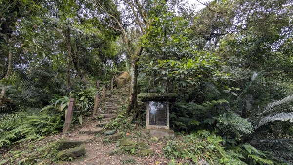 115.05.01天上山-桐花公園之旅3052124
