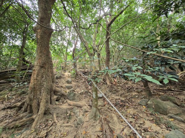 2026-02-01 靈山古道2991728