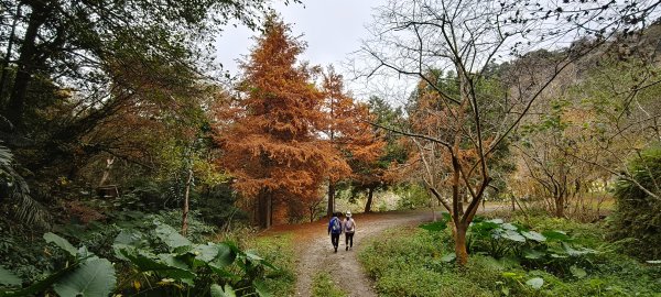 2025/12/25_冬瓜山神木步道