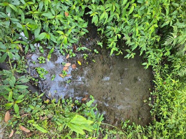 卓社大山〔武界栗栖溪登山口起登〕2748372