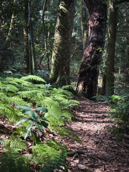 高島P型縱走-夢幻的杉林營地3012440