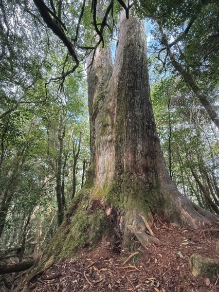 船型山林道賞雲海、烏石坑山、2432峰 山景海景一次到位2929306