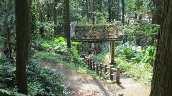 《苗栗》古道柳杉｜雲洞宮鳴鳳古道南長城步道登三湖山202505022777117