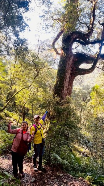 🌈3/14（六）赫威神木群+赫威山✨FB：熊熊趴爬走🌈3015389