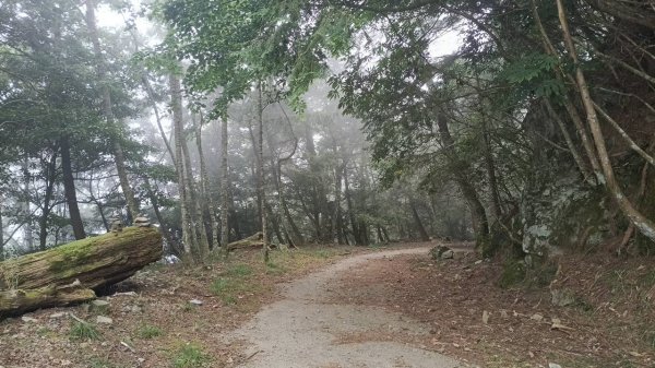 20251010 大雪山國家森林遊樂區 - 船型山林道 登 烏石坑山2911120