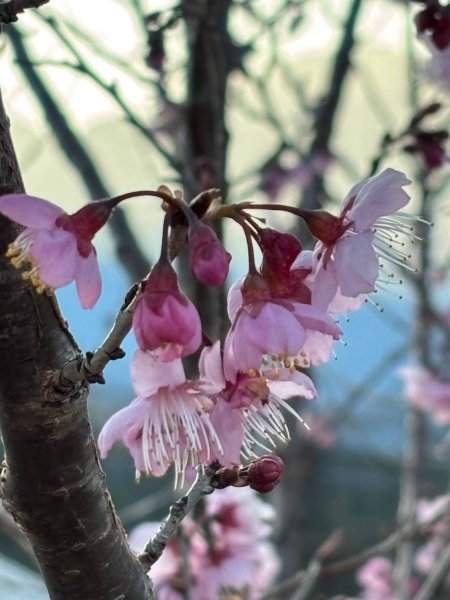 🌈2/16(日)-17(一)福壽山+武陵農場賞櫻🌈🌸FB：熊熊趴爬走 歡迎加入2714880