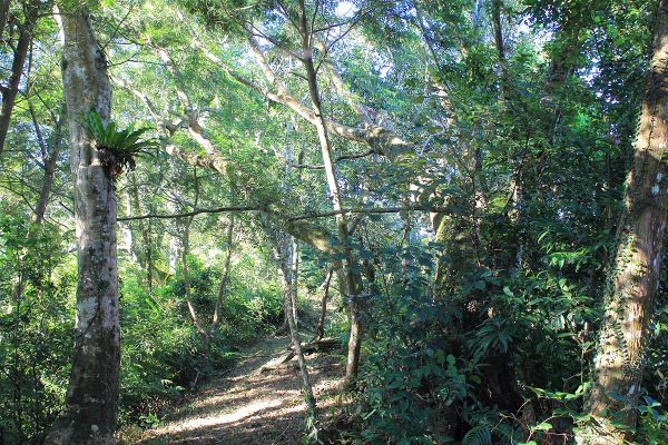 復興枕頭山古砲台步道O型279203