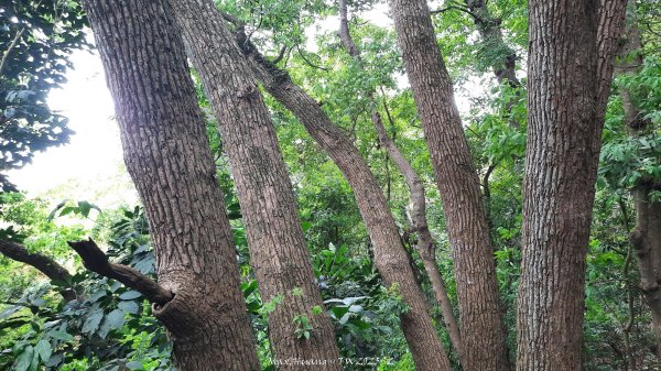 《彰化》古意人文｜員林18觀音O繞大峰巷挑水古道202504122759454