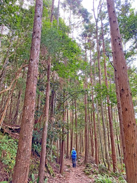 八仙山駐在所、東八仙山、八仙山O型走  1133199