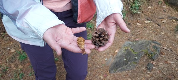 20250114東埔山；20250115二延平步道2693803