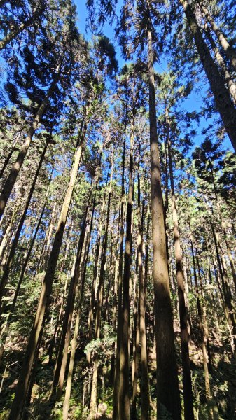 【細說大雪山木馬古道】橫嶺山、沙蓮山、笛吹山O繞2921110