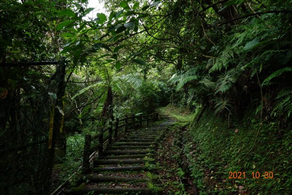 新北 坪林 大尾山(鬼子瀨尖山)1499515