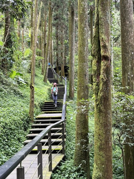 阿里山 奮瑞古道 202506282827169