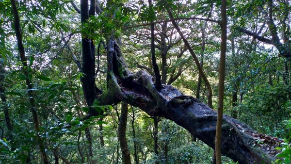 內鳥嘴山、北得拉曼長滿了【水晶蘭】895421
