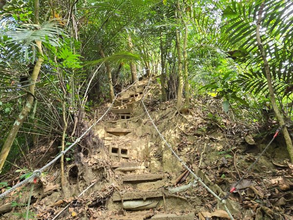 新化林場後山步道2776960