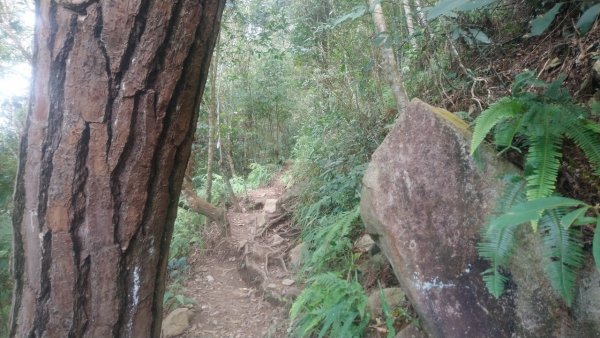 寬大好走的東卯山步道1840576