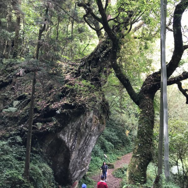 大凍山步道，頂湖出發935520