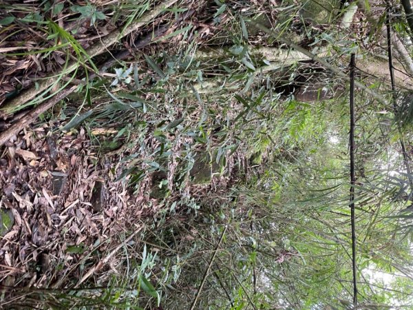 大湖尖山、天雲山，文峰山O型縱走1740178