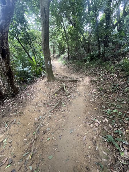 [微笑山線_第一段] 2025_0720 大棟山系_青龍嶺2843488