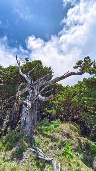 南橫F4之關山/庫哈諾辛山1747937