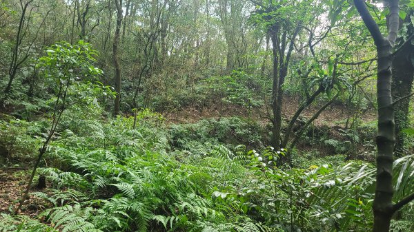 2025-01232淡蘭古道北二段(燦光寮古道到澳底)2696645