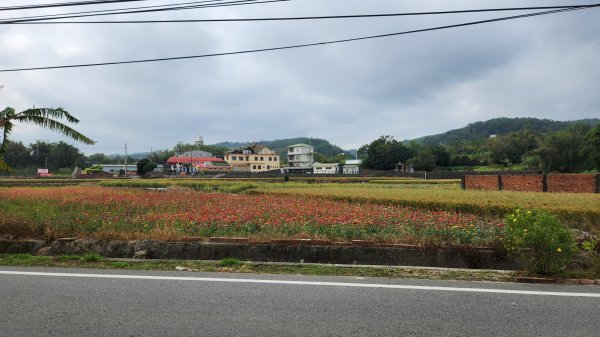 111/11/19杭菊限定：銅鑼-三義大縱走、龍貓土地公、銅鑼窯1919608