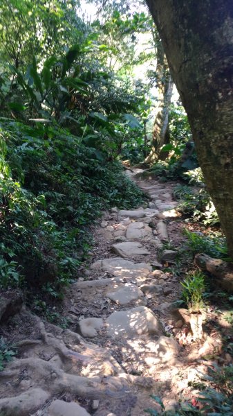 大溪大灣坪古道-環湖公路-新溪洲山步道728067