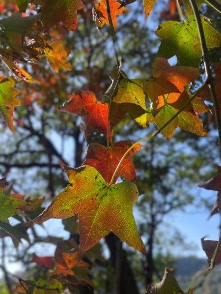 拱北殿賞楓🍁雙湖縱走賞落羽松2686644