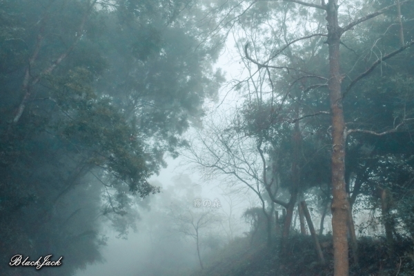 三義霧の森260936