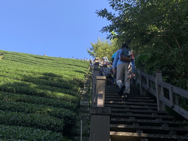 20250816嘉義鼠眉毛O繞2864068