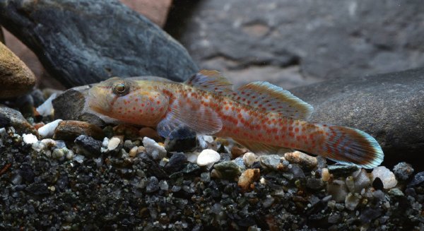 【新聞】陽明山國家公園溪流發現世界新物種 保育成果再添新頁