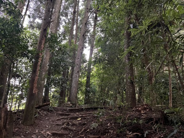 [皮皮獅探險隊-07/10] 2025_0719 油羅山步道2842696